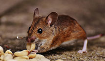 24 Hour & Emergency Exterminators in Harwood Hts, IL